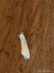 Scirpophaga praelata