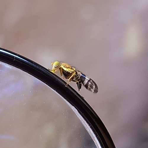 Rhagoletis zoqui
