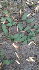 Convolvulus crenatifolius