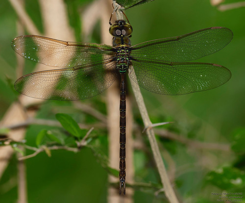 Bar-sided Darner photo 2