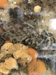Styelidae
