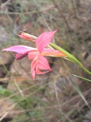 Gladiolus priorii