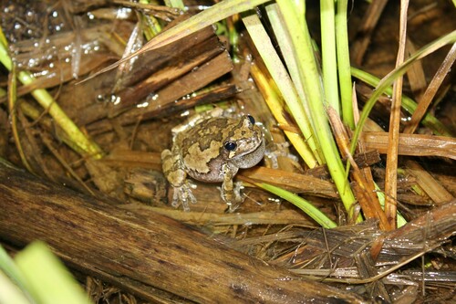 Cope's Gray Tree Frog photographed in Kentucky