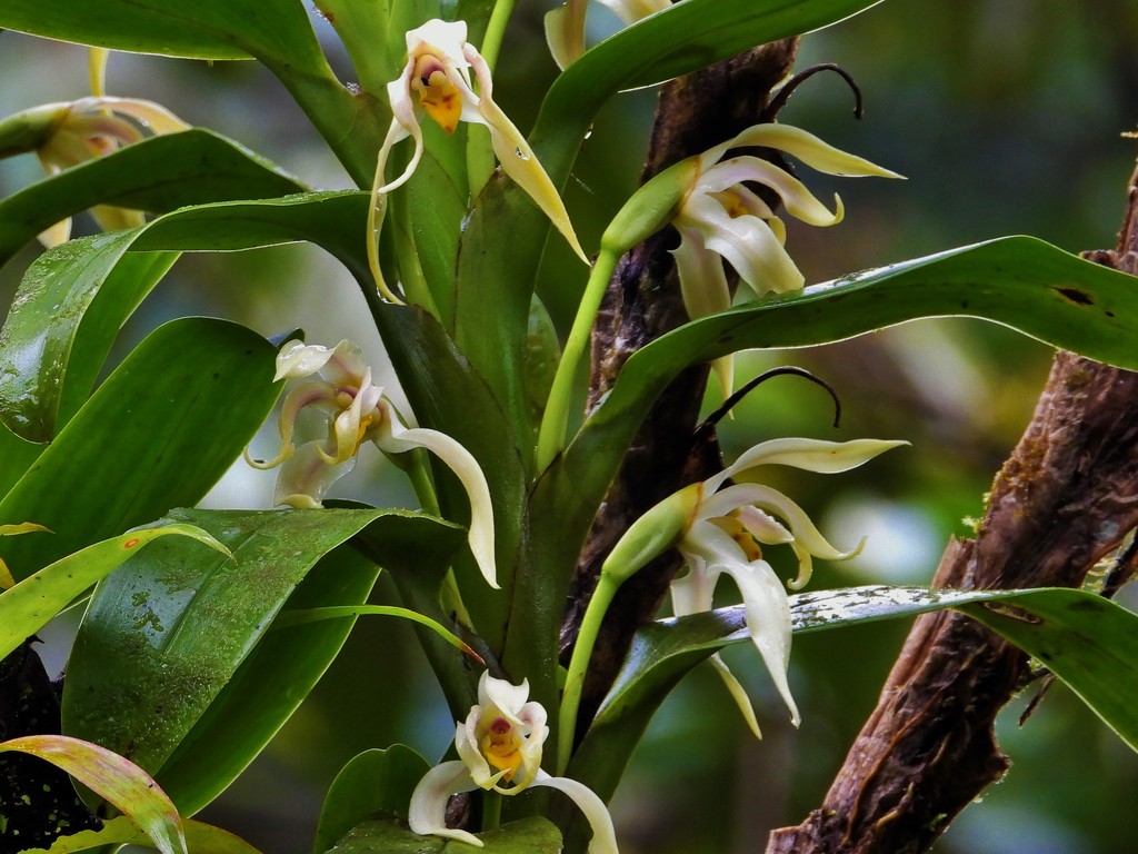Maxillaria inaudita