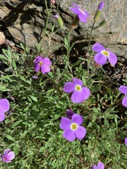Malcolmia littorea