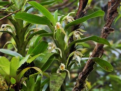 Maxillaria inaudita
