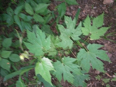 Vitis palmata