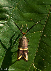 Tisis auricincta
