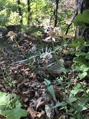Monarda russeliana