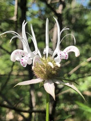 Monarda russeliana