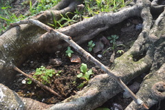 Platyarthron bilineatum