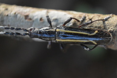 Platyarthron bilineatum