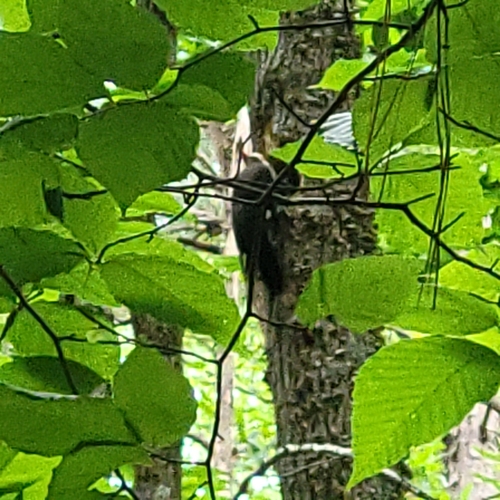 iNaturalist observation 2024-06-02