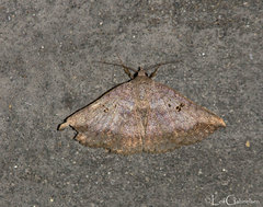 Blasticorhinus rivulosa