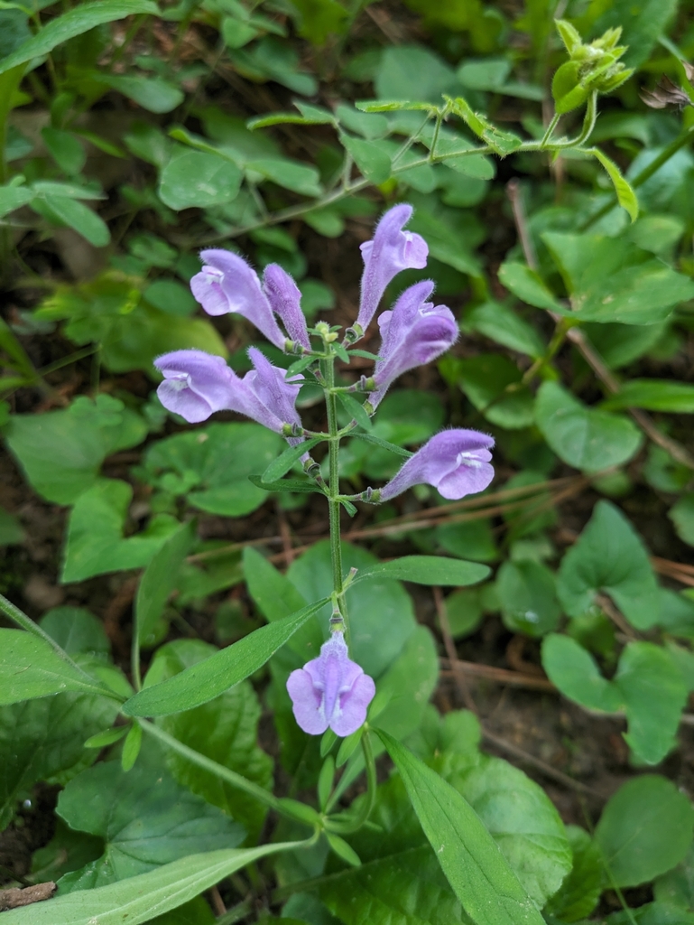 Helmet skullcap