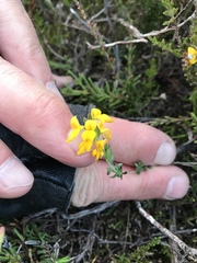 Genista anglica