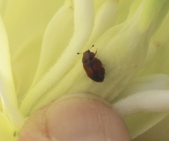 Carpophilus