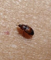 Carpophilus