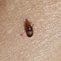 Carpophilus