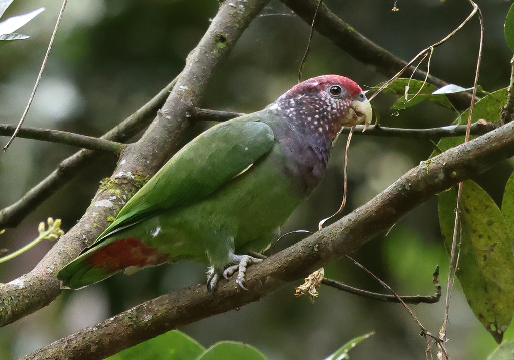 Speckle-faced Parrot (Pionus tumultuosus) photo