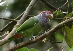 Plum-Crowned Parrot photo 1