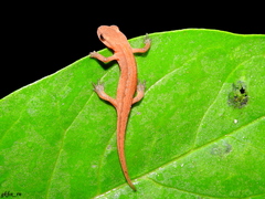 Kosswig's Smooth Newt photo 3