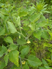 Physalis heterophylla