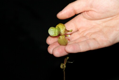 Image of Bacopa rotundifolia by (c) Dominic, some rights reserved (CC BY)
