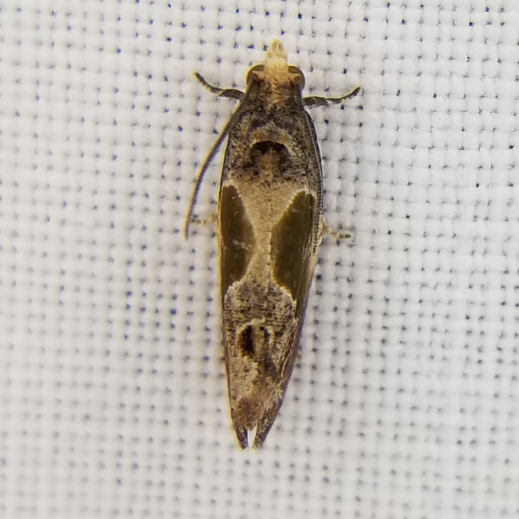 Sculptured Moth in April 2024 by Mary Spolyar · iNaturalist