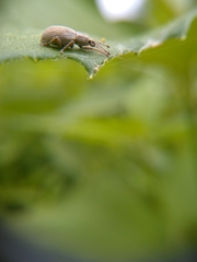 Aphrastus taeniatus