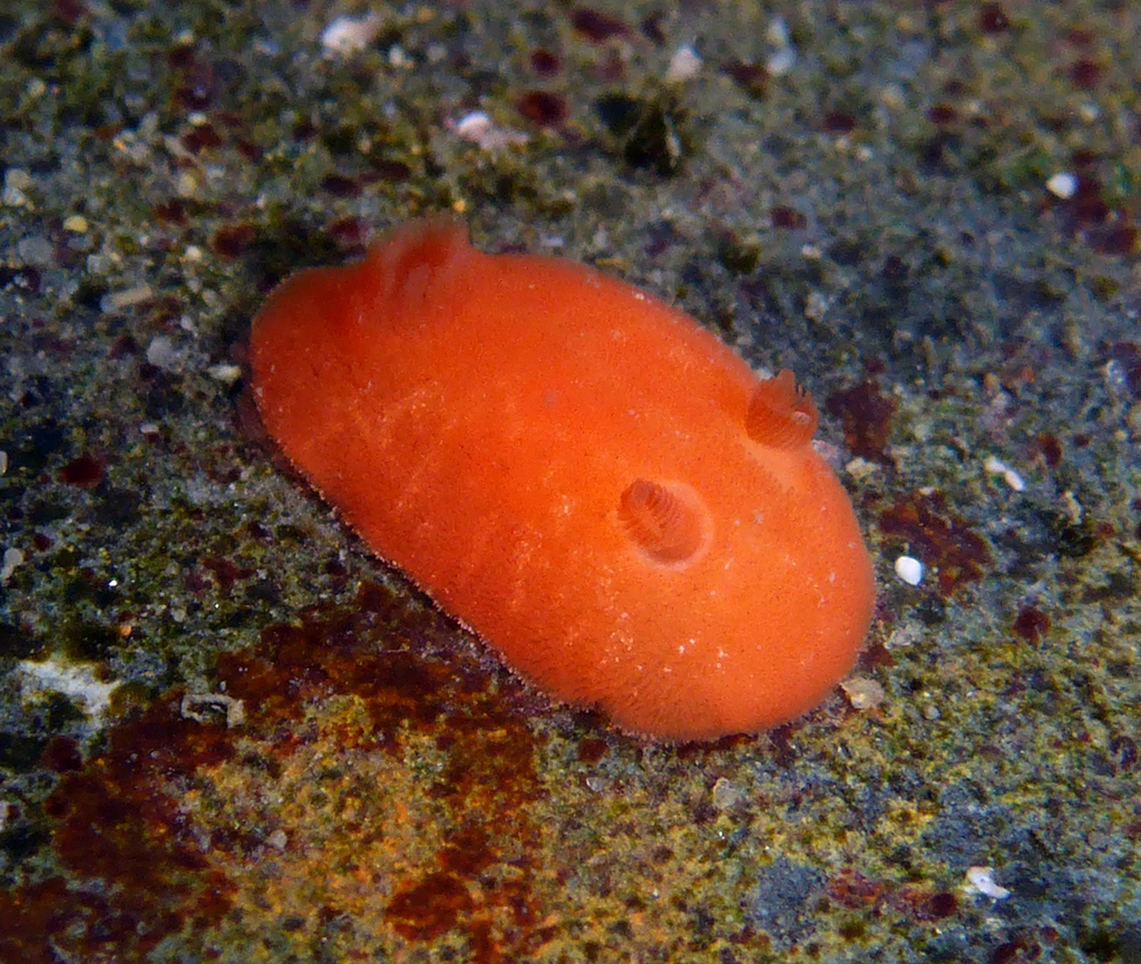 Red Dorid (Nudibranchs and Other Sea Slugs of California) · iNaturalist