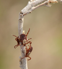 Dermacentor variabilis