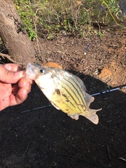 Morone mississippiensis