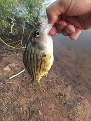 Morone mississippiensis