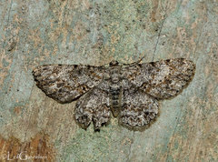 Psilalcis subfasciata