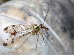 Panorpa germanica