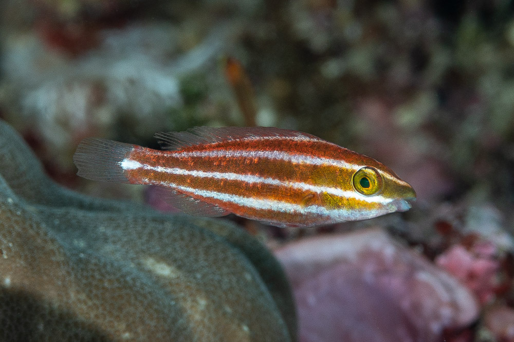 Black-Tail Parrotfish