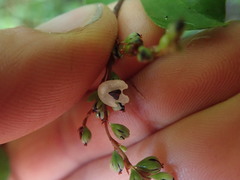 Muehlenbeckia complexa grandifolia