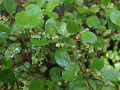 Muehlenbeckia complexa grandifolia
