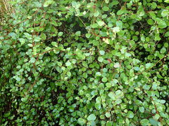 Muehlenbeckia complexa grandifolia