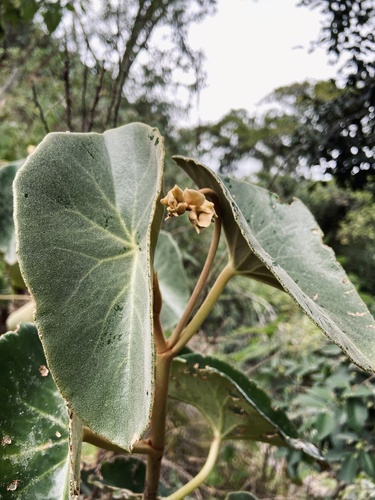 Begonia goldingiana