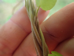 Muehlenbeckia complexa grandifolia