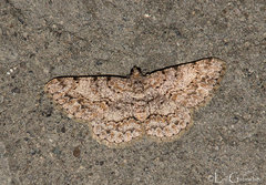 Psilalcis subfasciata