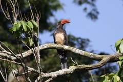 Lophoceros alboterminatus