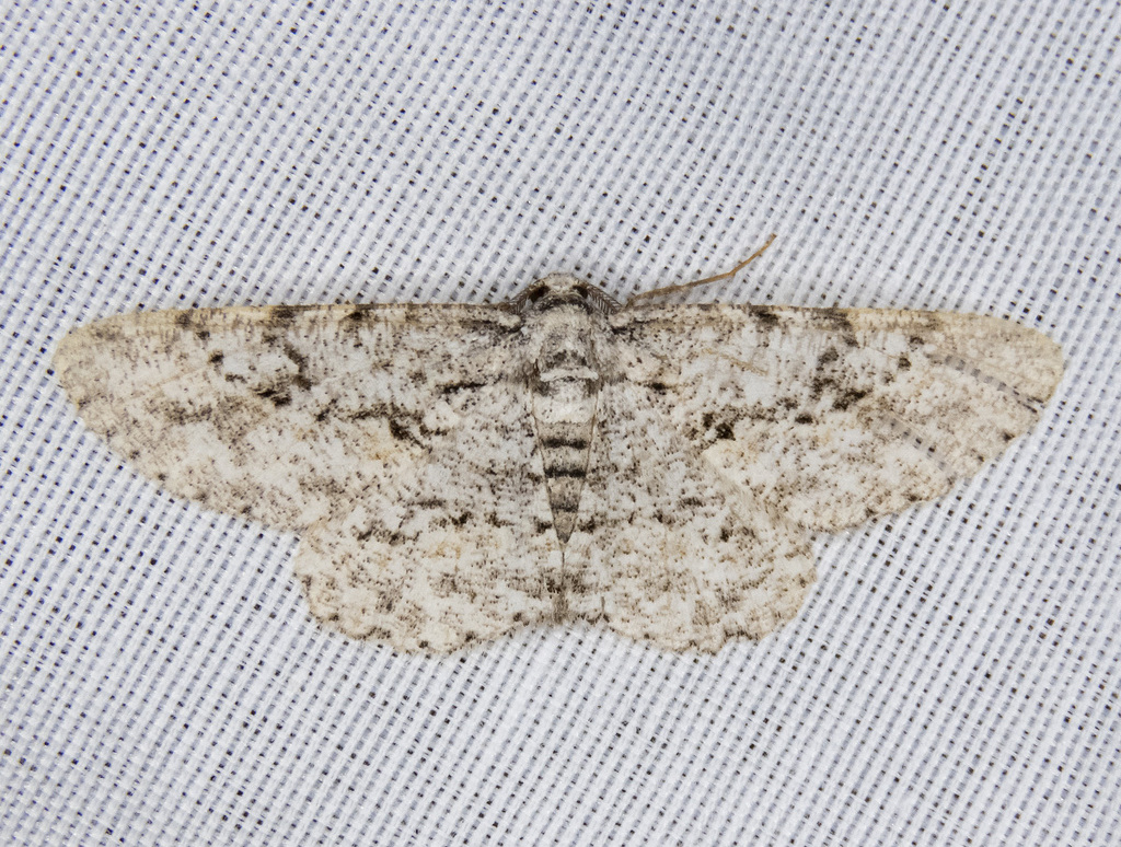 Anavitrinella ocularia