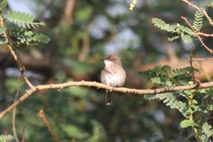 Muscicapa aquatica