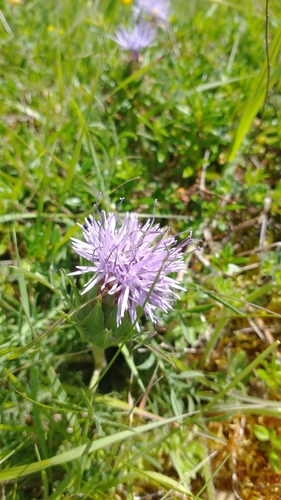 Carduncellus mitissimus, photograph 5