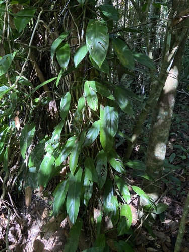 Philodendron blanchetianum