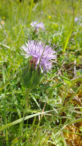 Carduncellus mitissimus, photograph 6