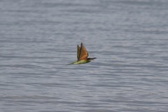 Merops superciliosus